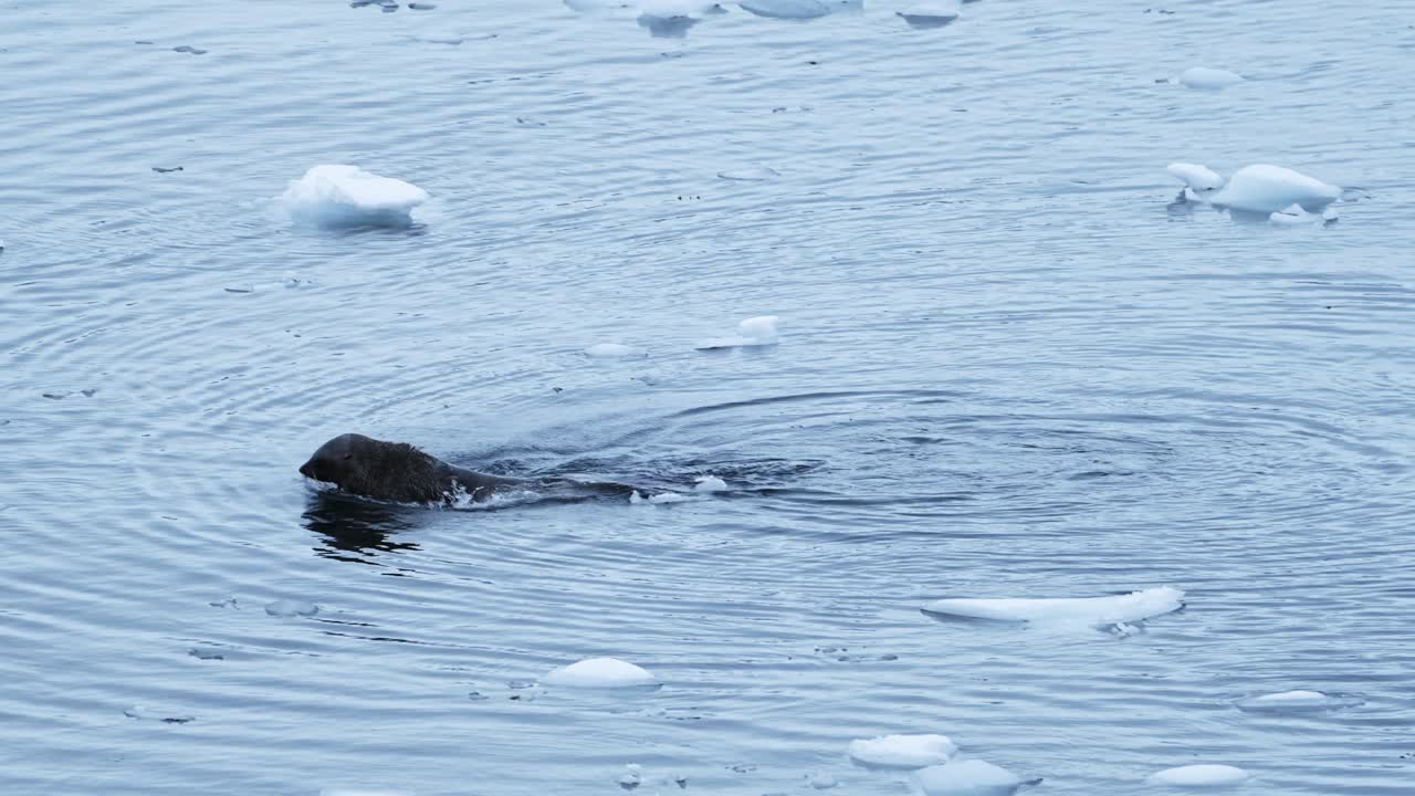 la foca de pelaje antártica de movimiento lento nadando en el agua en el mar del océano sur en la península antártica en la antártida, animales marinos y vida silvestre en el mar helado y frío con hielo, disparo aéreo de drones