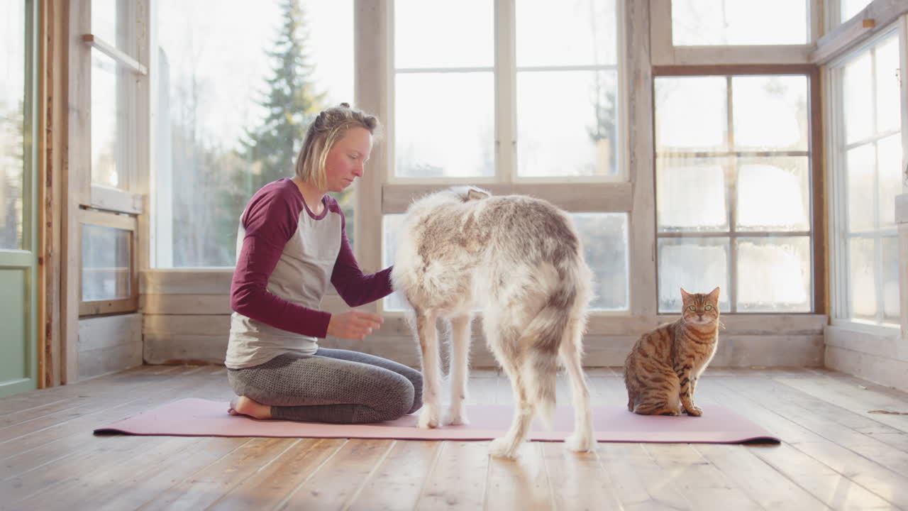 Cute husky collie approach female owner and cat busy with yoga in bright sunroom