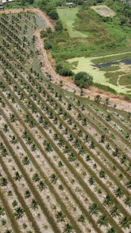 coconut plantation aerial view