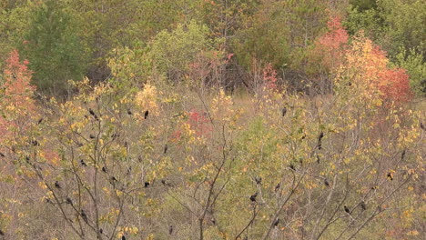 Flock-of-black-birds-sits-calmly-in-the-branches-of-orange-tinted-leafy-trees