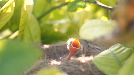 los bebés de pájaro negro en un nido esperando a la madre para alimentarlos