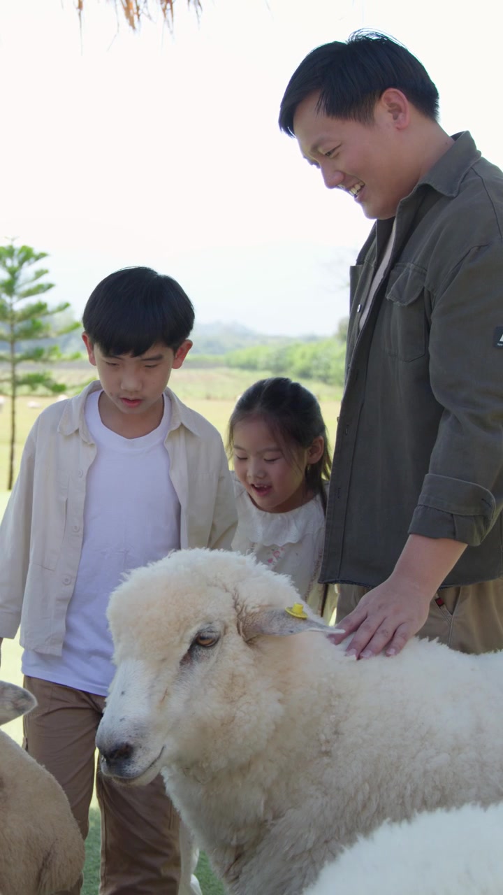 พ่อและลูกๆ ที่กำลังยิ้มกำลังลูบแกะสีขาวที่ฟาร์มกลางแจ้งภายใต้แสงแดดจ้า