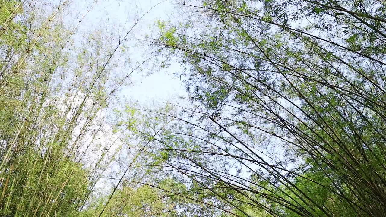 울창한 대나무 숲으로 이어지는 산책로