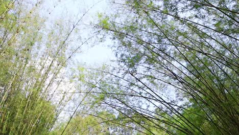 walking path leading into dense bamboo grove