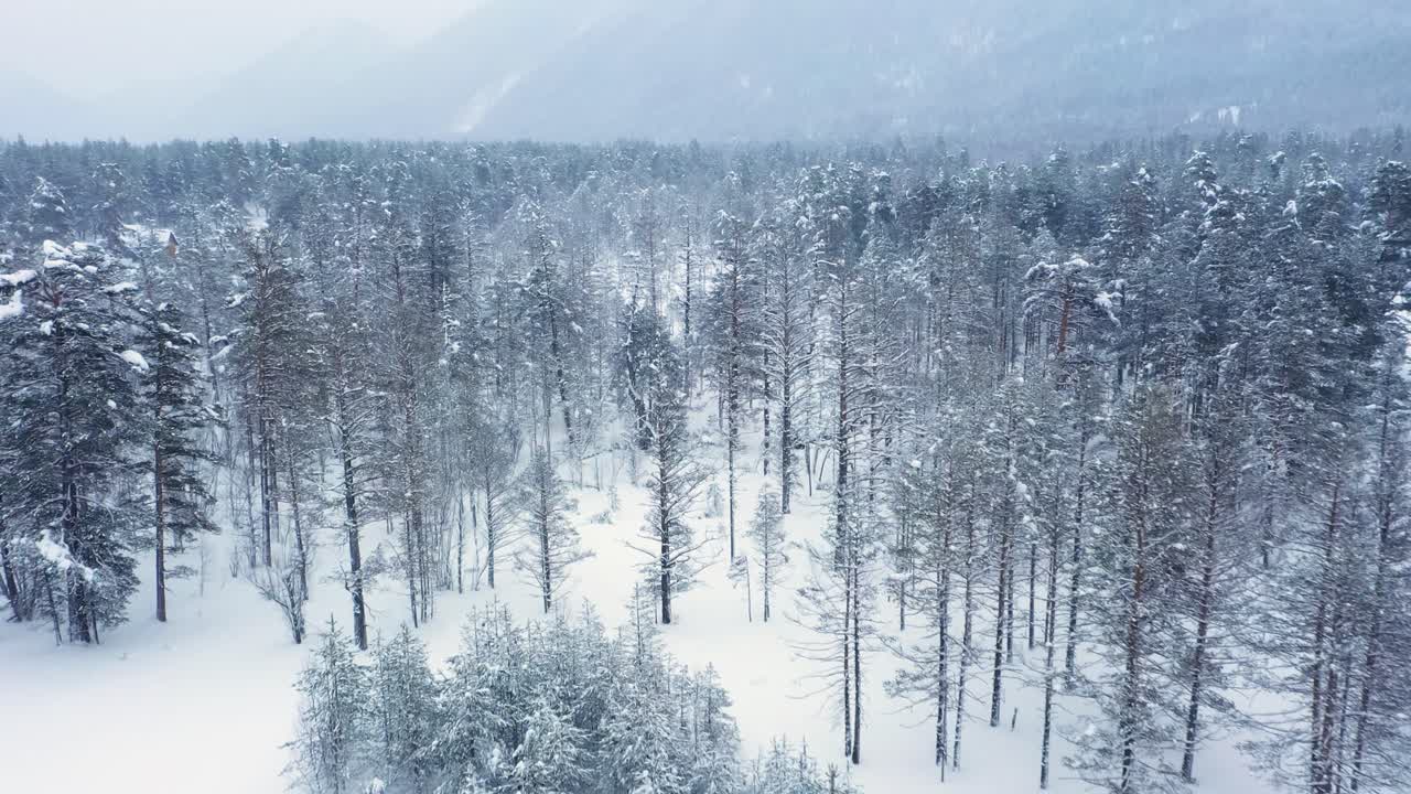 겨울의 아름다운 설경 숲. 눈 덮인 소나무 위를 날아다닌다.