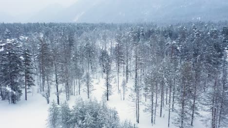 Schöner-Schneeszenenwald-Im-Winter.-Überfliegen-Von-Schneebedeckten-Kiefern.