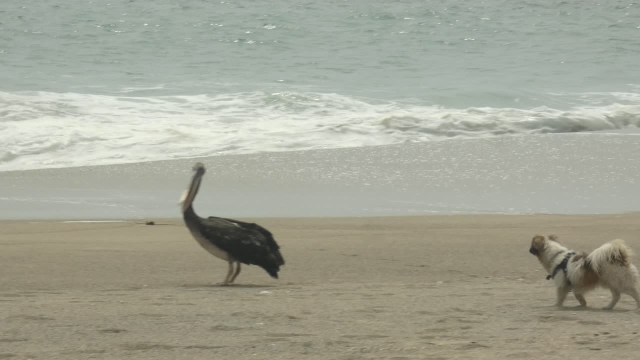 A pelican by the ocean shore attempts to scare away a small little dog that aproaches and barks at the bird. Located in Punta Negra beach in Lima, Peru.