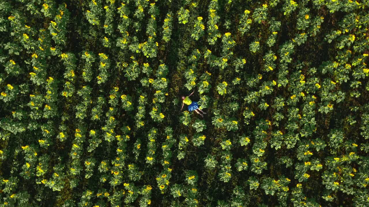 Child Lying in a Sunflower Field