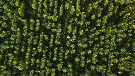 child lying in a sunflower field