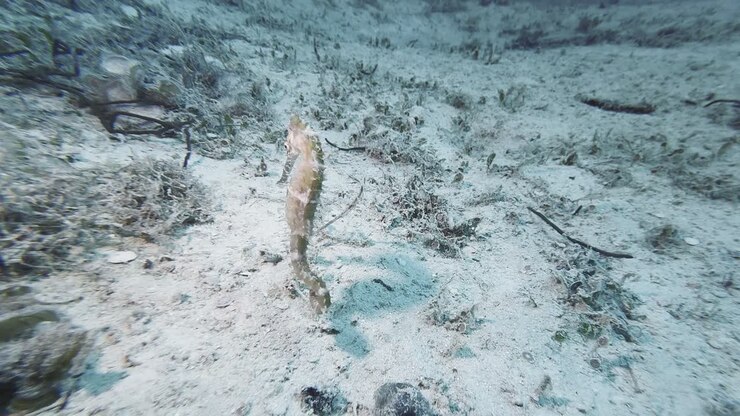 Seahorse swims above seabed in clear waters near Busuanga, Palawan, with marine plants