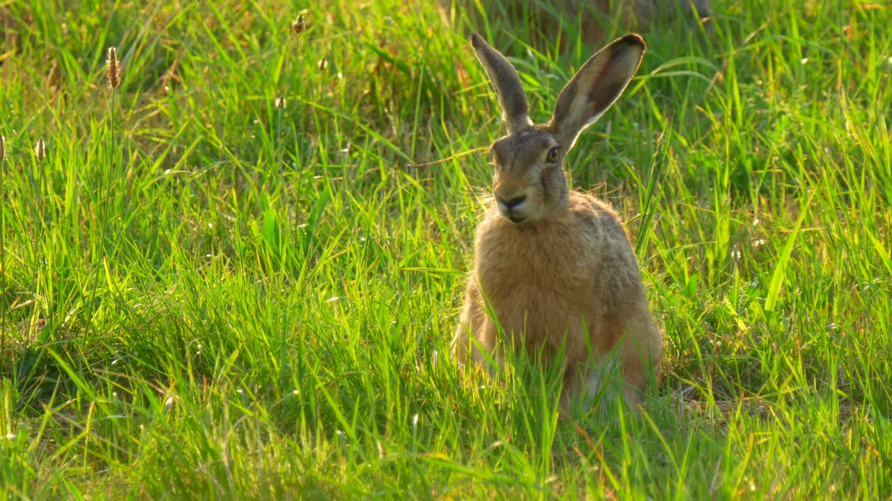 liebre marrón en la puesta de sol en un prado verde