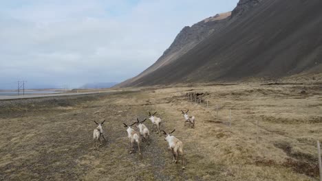 icelandic reindeer by drone footage