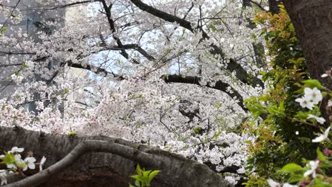 incredible cinematic close up slider over cherry blossom tree in full bloom
