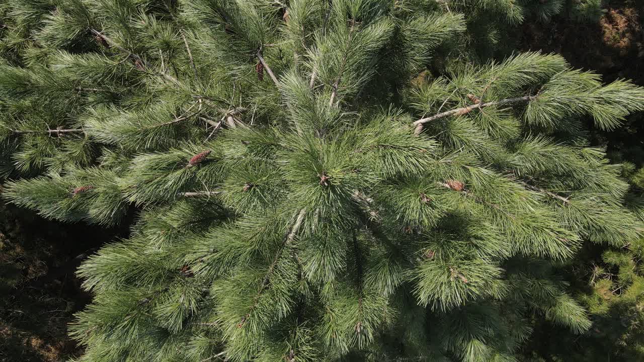 공중 드론 자연 나무