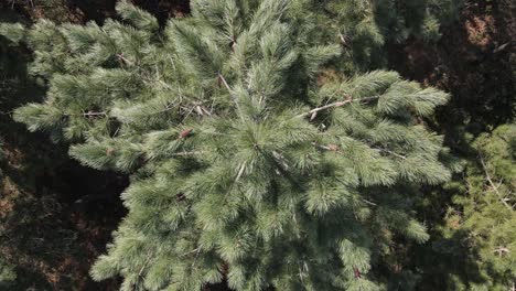 luchtfoto drone natuurlijke bomen