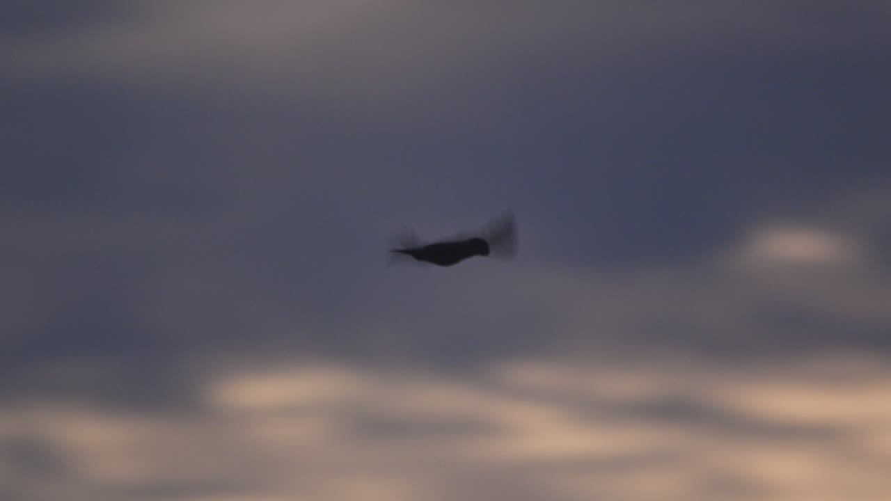 The last light of the sun silhouettes a single fast parrot flying over Peru’s vast Amazon rainforest canopy.