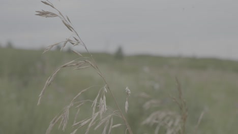 dry grass field