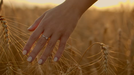 farmer walking down the wheat field in sunset touching wheat ears with hands - agriculture concept