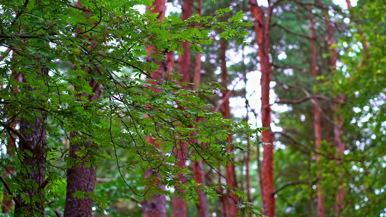 Quiet Forest Scene with Red Pine Trunks and Green Branches on Overcast Day, natural background