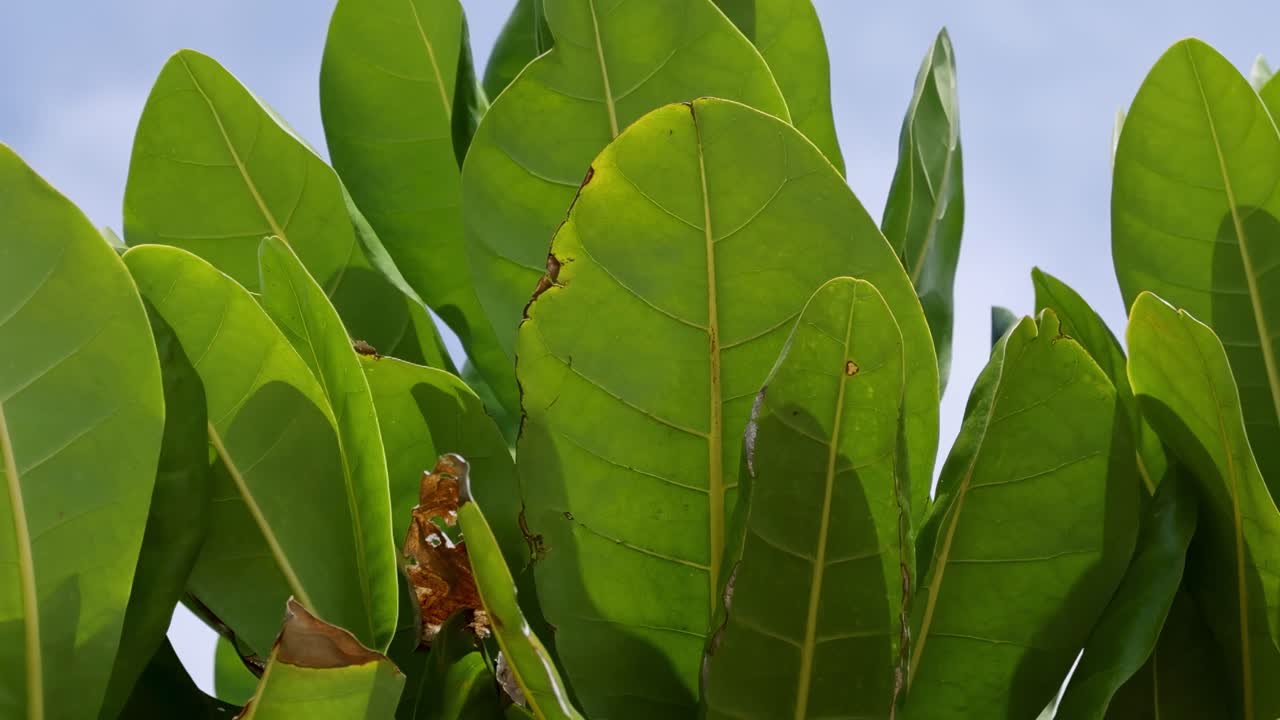 활기찬 초록색 잎은 은 파란 하늘에 부드럽게 흔들리고 푸켓의 열대 날의 평온한 본질을 포착합니다.