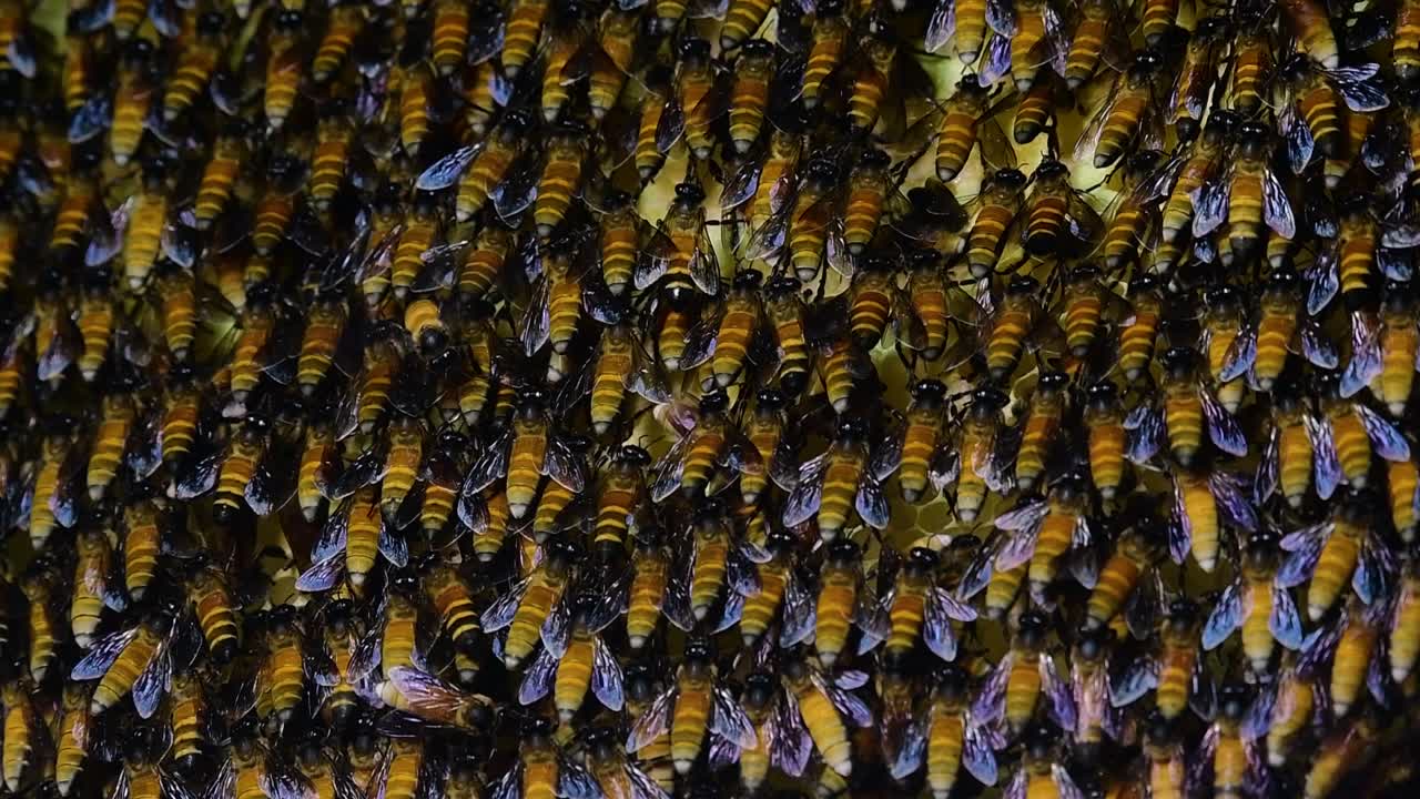 se sabe que las abejas melíferas gigantes construyen grandes colonias de nidos con bolsillos simétricos hechos de cera para almacenar miel como fuente de alimento.