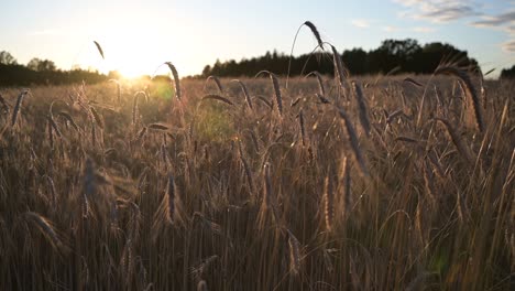 gelbe stacheln wiegen sich im wind