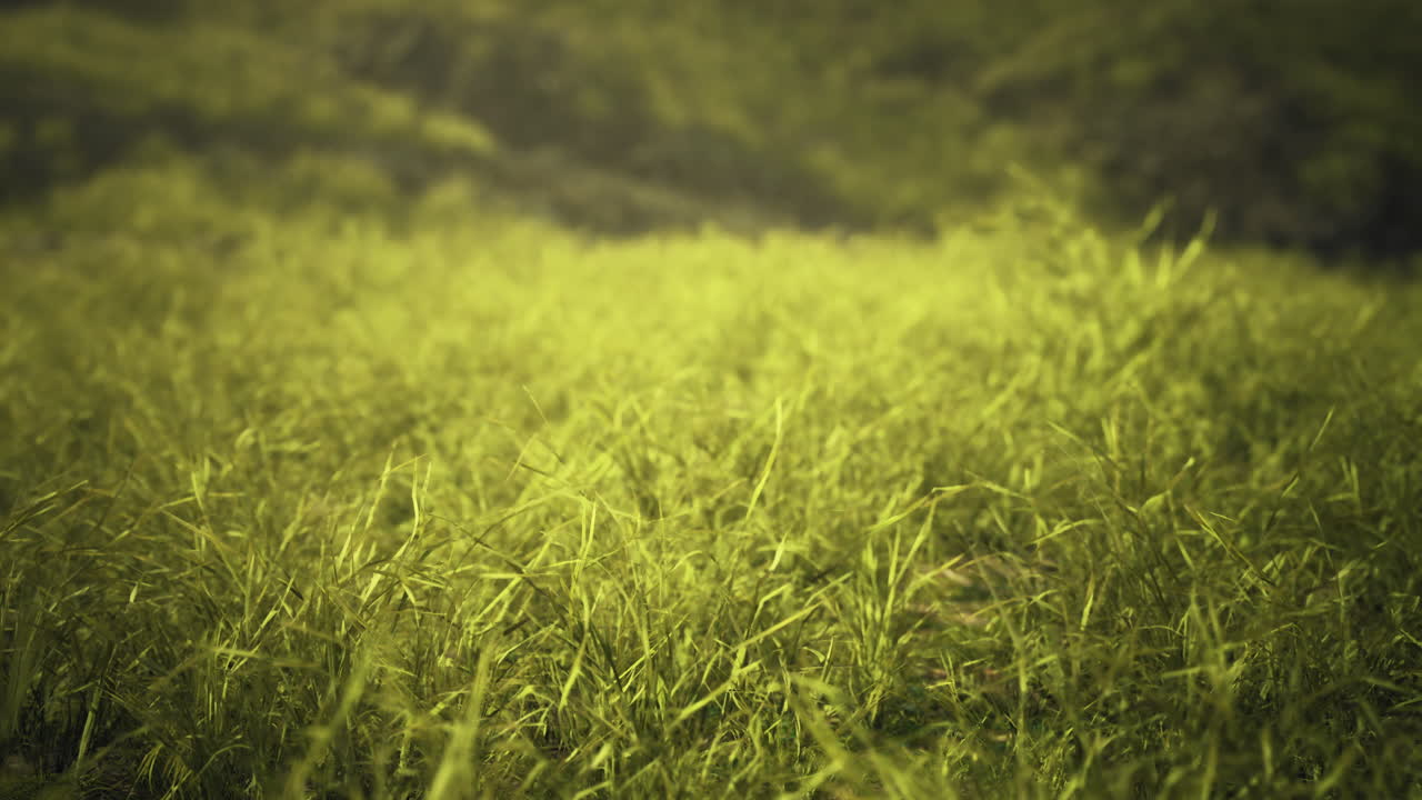 Lush green grass sways gently in a vibrant field during sunny daylight hours