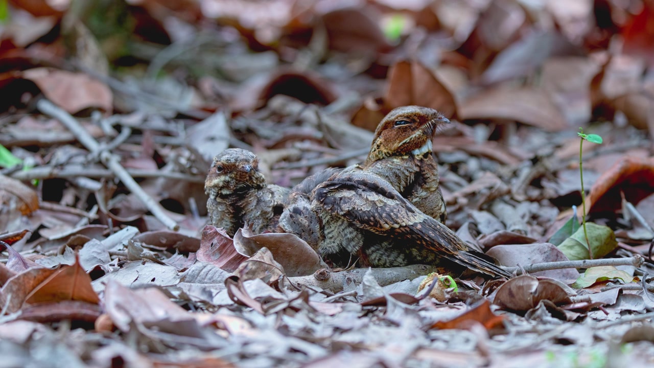 Large-tailed Nightjar With Offspring Resting Among Dry Leaves In A Forest. Close-up Shot