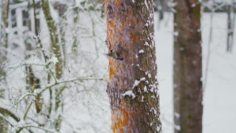 un pequeño pájaro en busca de comida en un pino en invierno