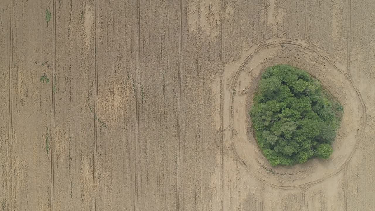 밀 안의 나무들의 공중 녹색 둥근 섬.