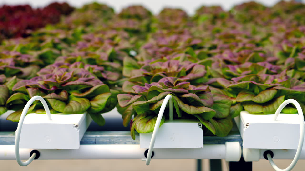 Lettuce grown with the Hydroponic method in a greenhouse