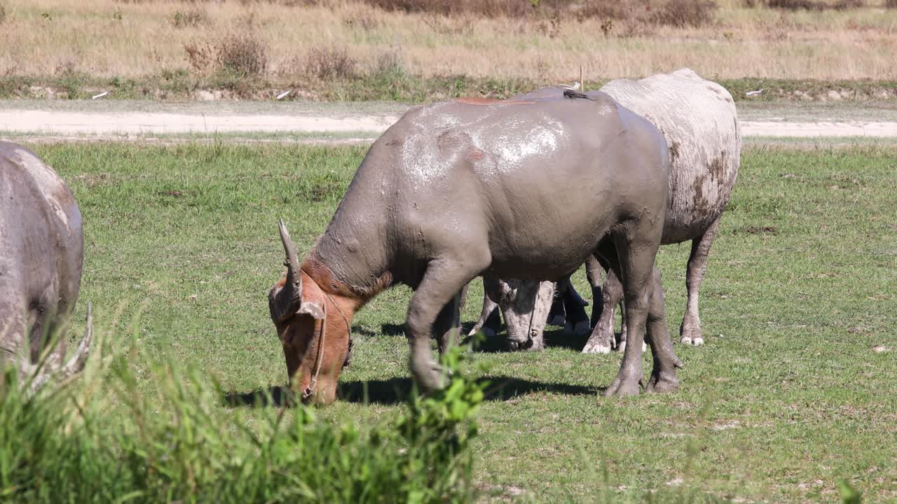 4k búfalos tailandeses pastando en la hierba en un campo agrícola cubierto de barro húmedo en tailandia
