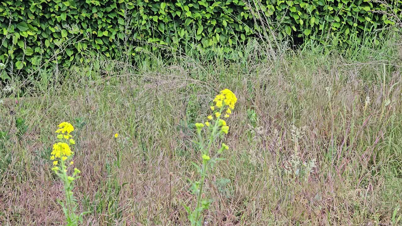 Gule vilde blomster ved vejkanten: Nærbillede af blomstrende rejnfan eller gyldenris på en sommermark.