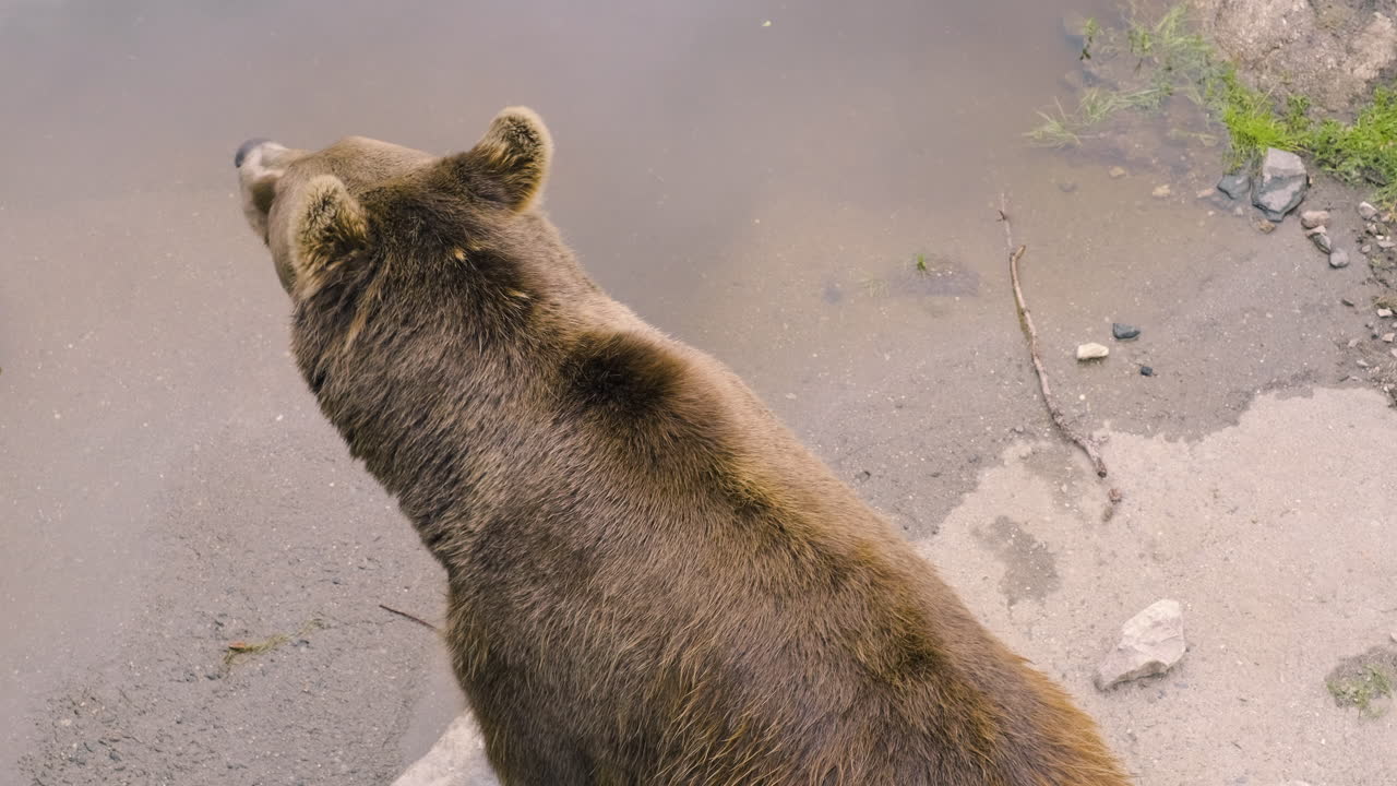 Orso bruno seduto sulla riva del fiume che osserva l'ambiente circostante