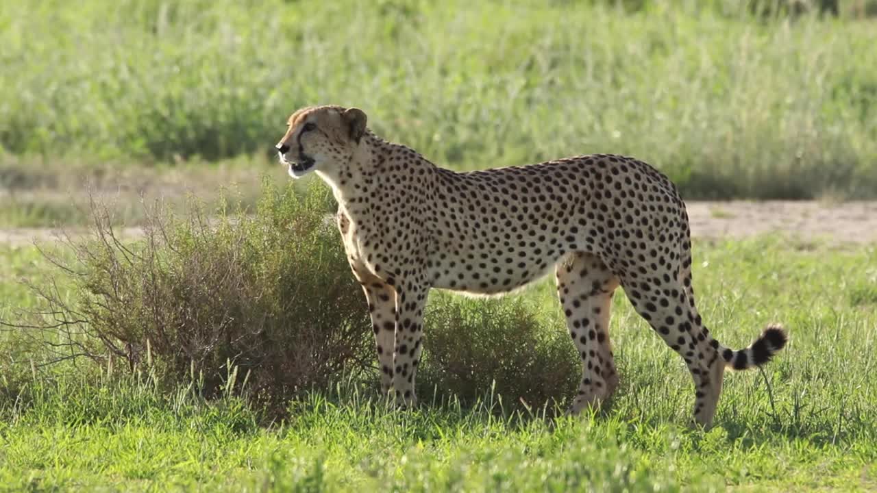 hermosa foto de cuerpo entero retroiluminada de un guepardo macho caminando por el verde paisaje del parque transfronterizo kgalagadi