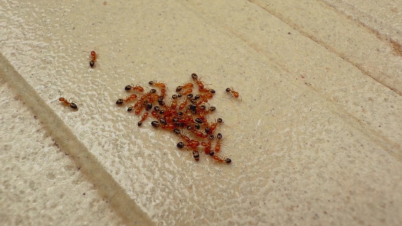 Vista ravvicinata di un gruppo di formiche rosse e nere radunate su una superficie di cemento ruvida, che mostrano un comportamento sociale da insetti, lavoro di squadra e interazione della colonia in un ambiente naturale.