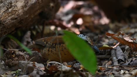 eared pitta, hydrornis phayrei, thailand