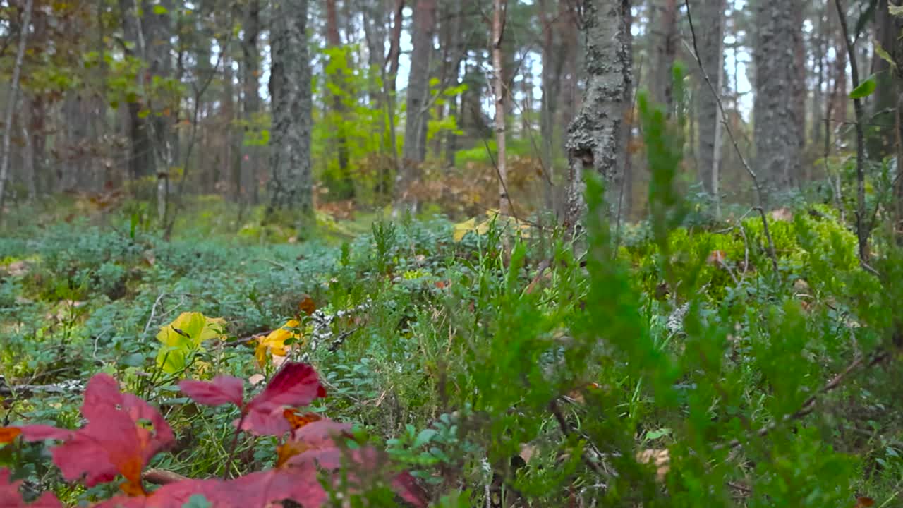 Close up footage of small plants on forest floor and camera moves to reveal the thick and tall trees in the background during autumn cloudy day making the foreground blurry. Beautiful greenery.
