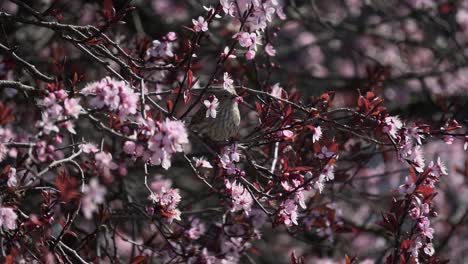 female house finch feasting on cherry blossom petals during spring in victoria british columbia