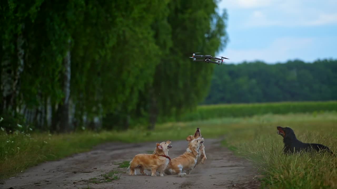 Happy dogs playing with drone. Playful puppies trying to catch drone