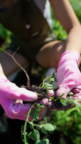 woman planting a plant in a garden