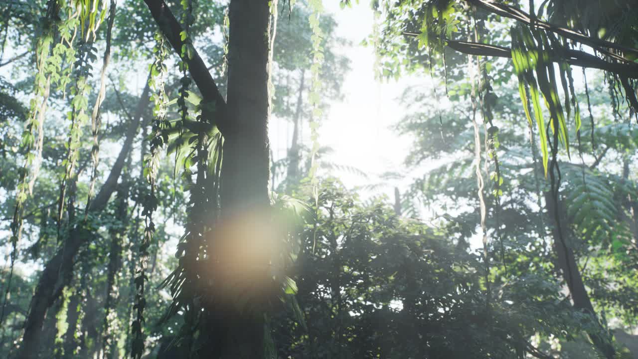 안개 속에 있는 안개 속의 정글 우림