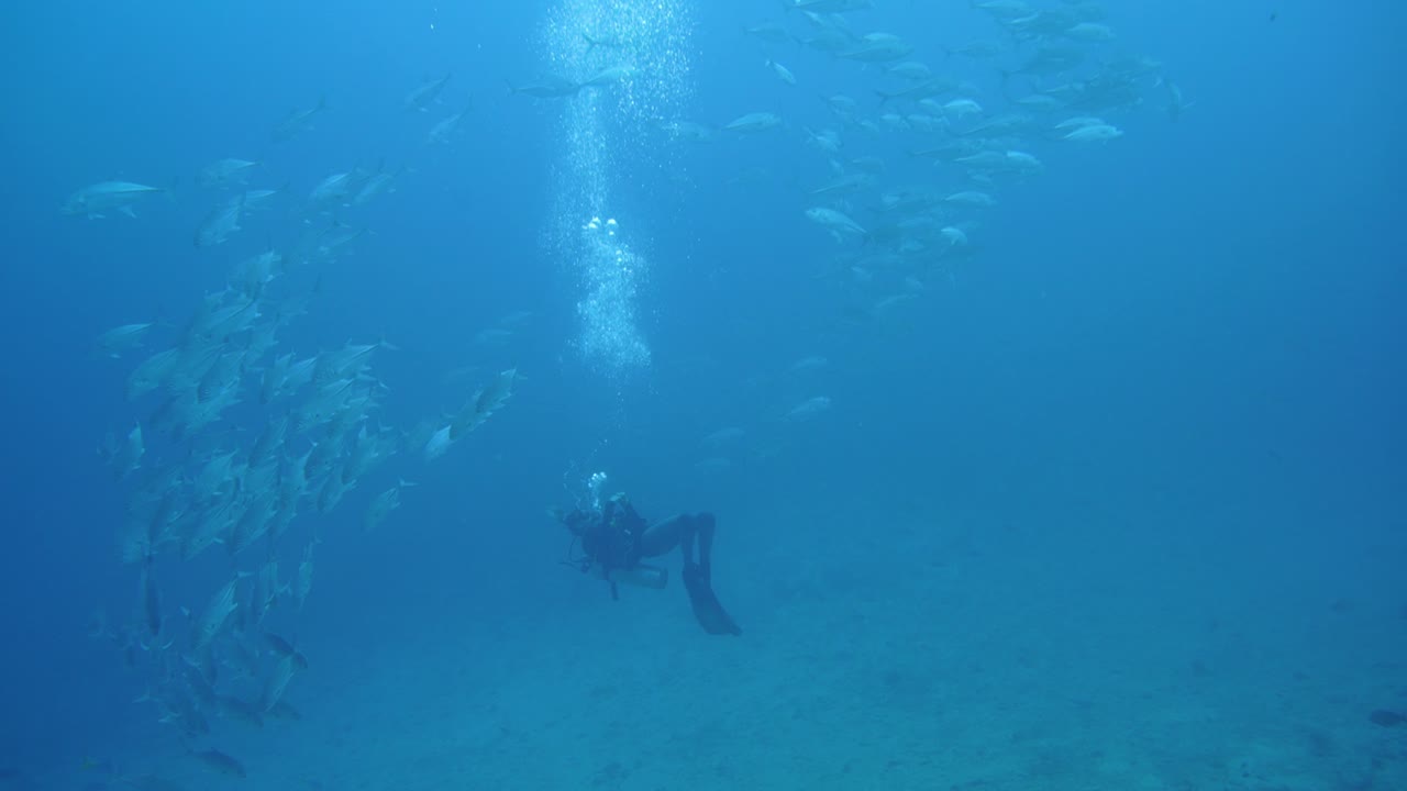다이버 위에 학교 물고기와 함께 표면에서 바닥까지 카메라 팬