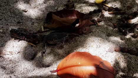 Eine-Neugeborene-Grüne-Meeresschildkröte,-Die-An-Einem-Sonnigen-Tag-Auf-Dem-Sand-Krabbelt---Nahaufnahme