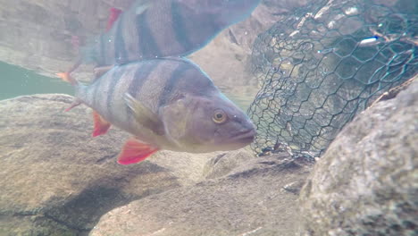 Underwater-footage-of-a-perch-swimming-around-in-the-water