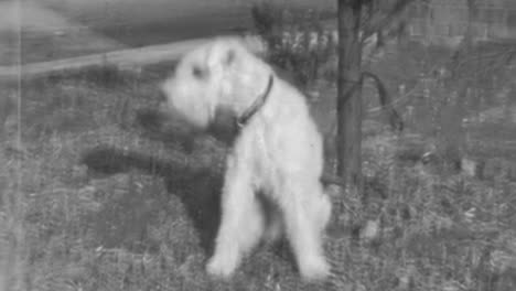 wire fox terrier dog tied to a bush barks for owner to come get him and untie him