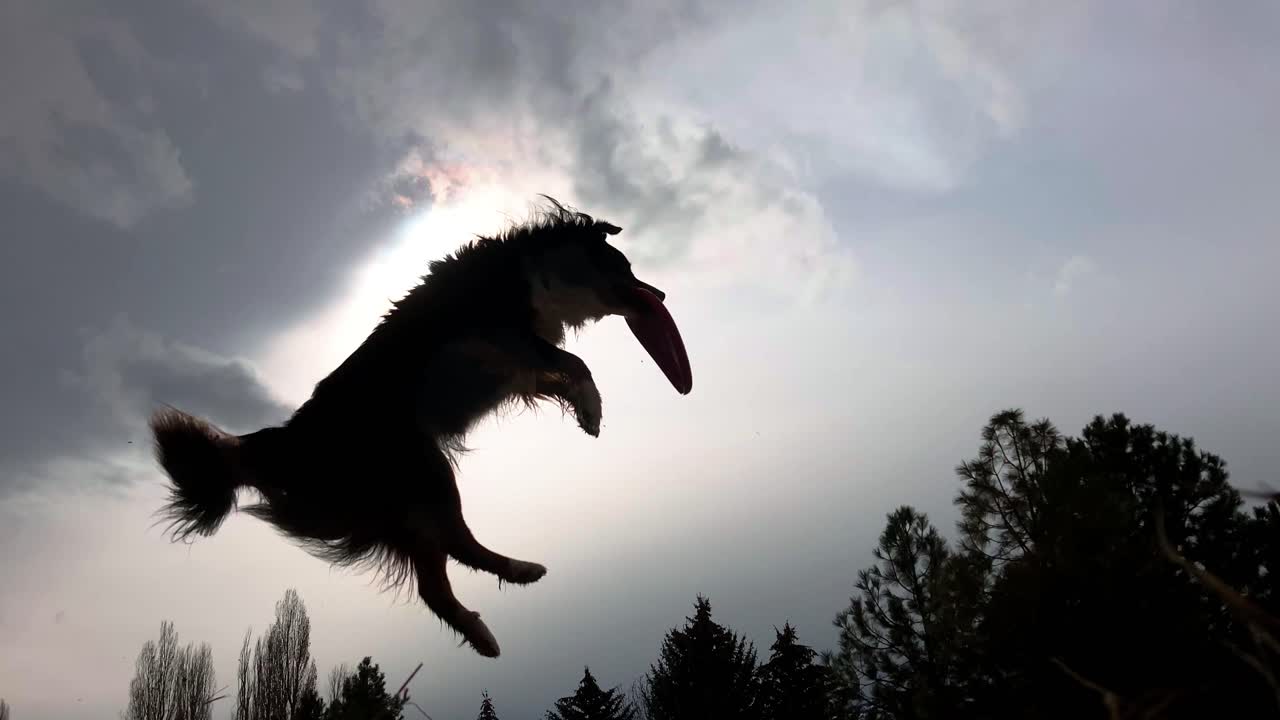 Silueta cinematográfica de perro atrapando frisbee en el aire