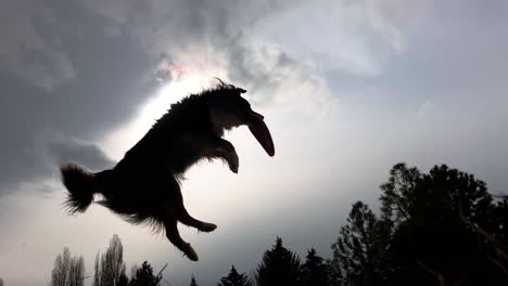 silueta cinematográfica de perro atrapando frisbee en el aire