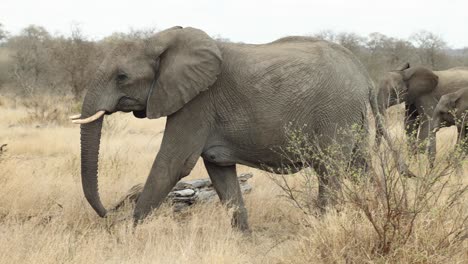 gran vaca elefante caminando de derecha a izquierda en el parque nacional kruger