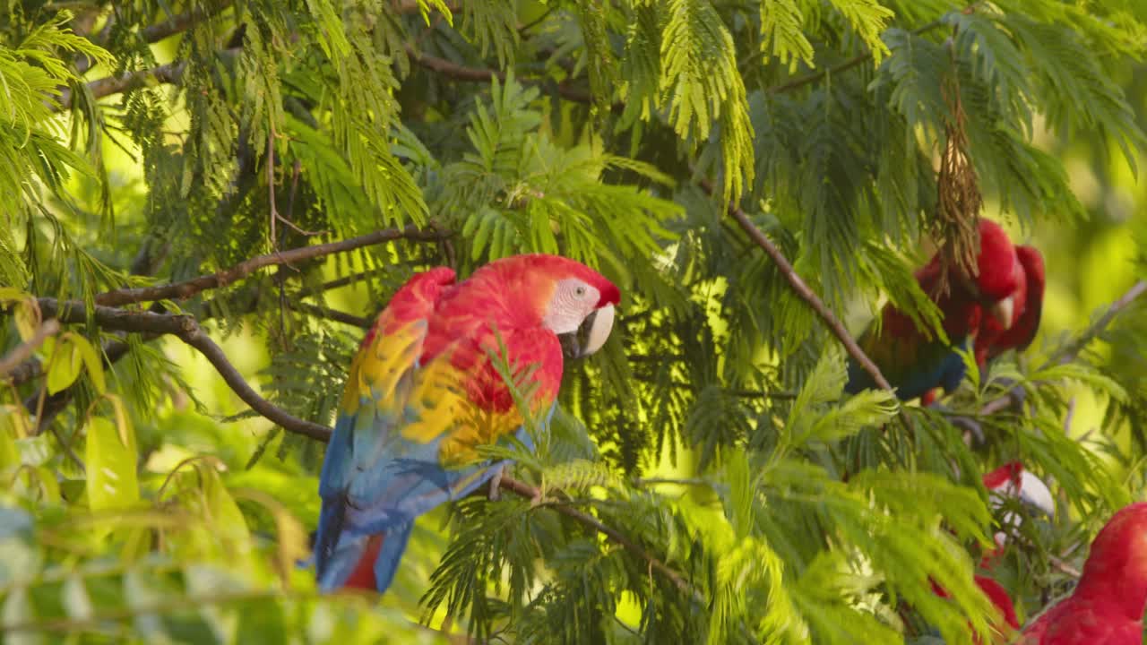 Colorful Scarlet Macaw climbs down to join its flock who are creating a noisy ruckus in the lush amazon rain forest
